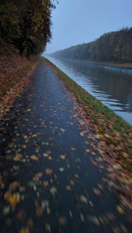 feuilles canal.jpg