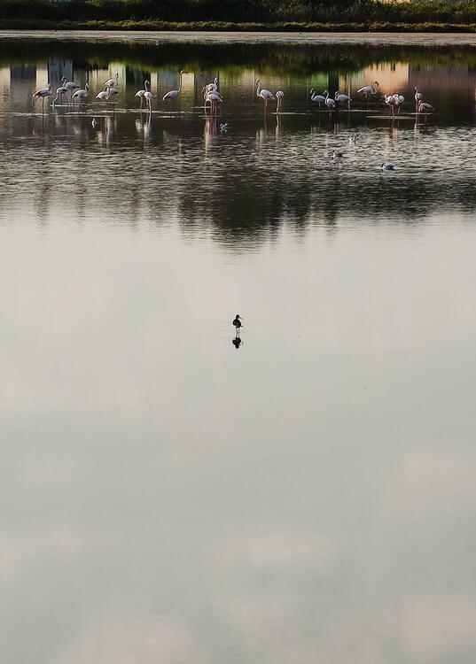 etang de thau flamands roses oiseau(1).jpg