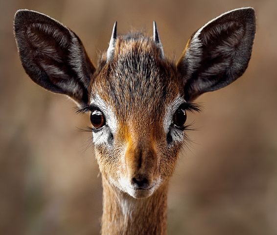 biche.jpg.854f1bb4554adae9cd71d4c771e136cd.jpg